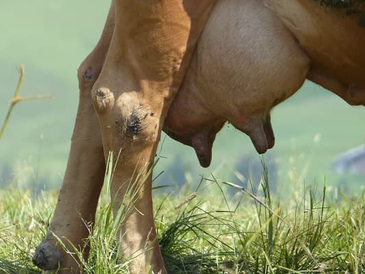 Coproscopie et bactériologie sur lait